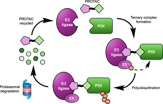 Schematic representation of PROTAC mechanism of action.