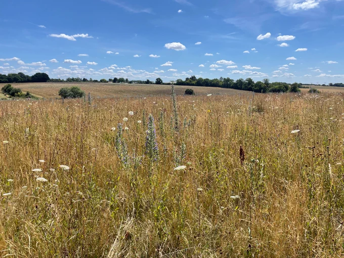 New grassland habitat at Wildfell
