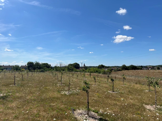 Wildfell  - new community orchard