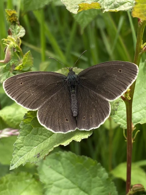 Ringlet Butterfly