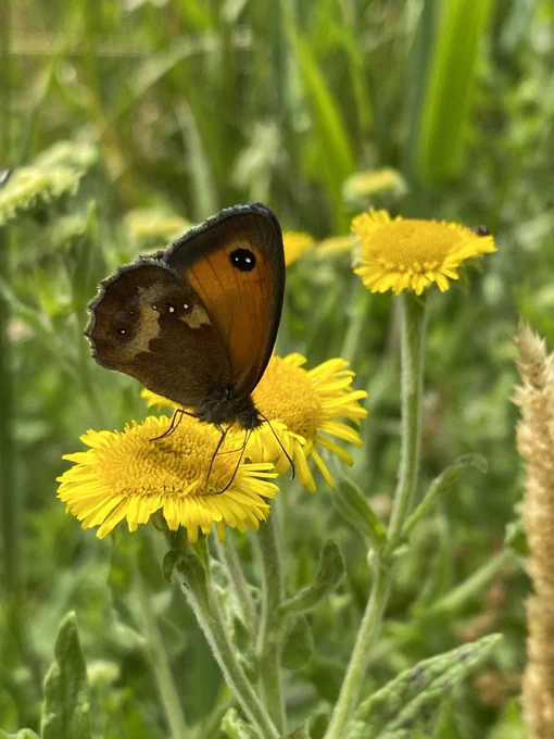 Gatekeeper Butterfly nectaring  Common Fleabane on Lollycocks Field, an urban Local Nature Reserve
