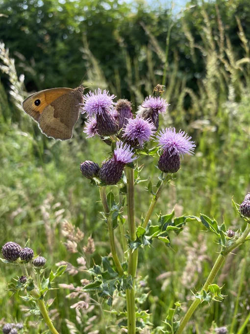 Meadow Brown Butterfly nectaring farmland Creeping Thistle