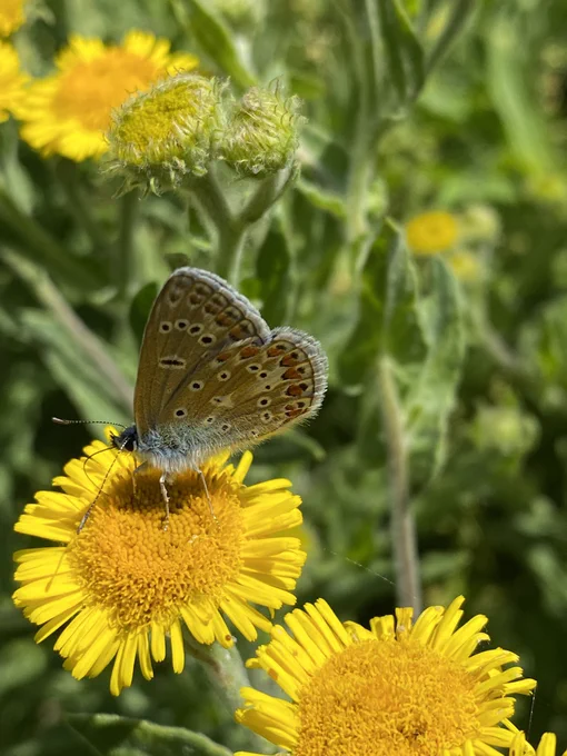 Common Blue Butterfly. This individual fought off a Meadow Brown for this prized Common Fleabane on Lollycocks Field.