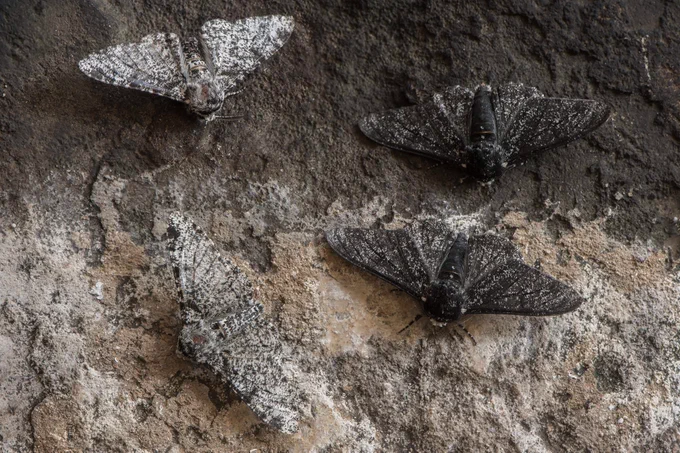 Four peppered moths on a rock. Recent research suggests that the famous case study of peppered moth evolution has a new twist: their intriguing coloration changes are driven by RNA molecules that don’t code for proteins. How common these cases are is still up for debate. Image credit: Shutterstock/IanRedding.

