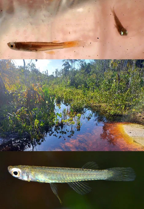 Jean H. Huber, Short description of 𝐹𝑙𝑢𝑣𝑖𝑝ℎ𝑦𝑙𝑎𝑥 𝑟𝑢𝑏𝑒𝑛𝑠 n. sp., a new so-called lampeye Cyprinodontiformes from Colombia with exceptionally few dorsal-fin rays, Cybium 2024, 48(4): 327-331. https://doi.org/10.26028/cybium/2024-030