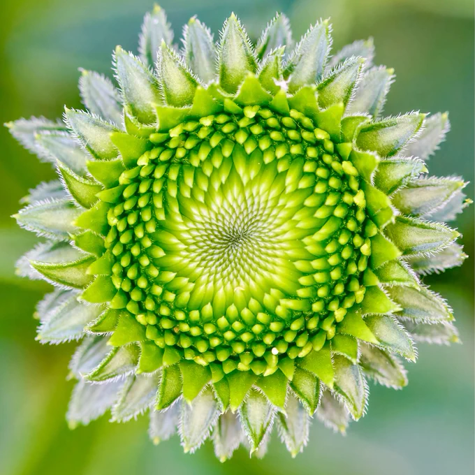 Close-up of an opening Echinacea flower bud showing a vivid green spiral pattern at its centre, with tightly packed florets forming a geometric design. The outer bracts are edged in fine white hairs, creating a starburst effect.