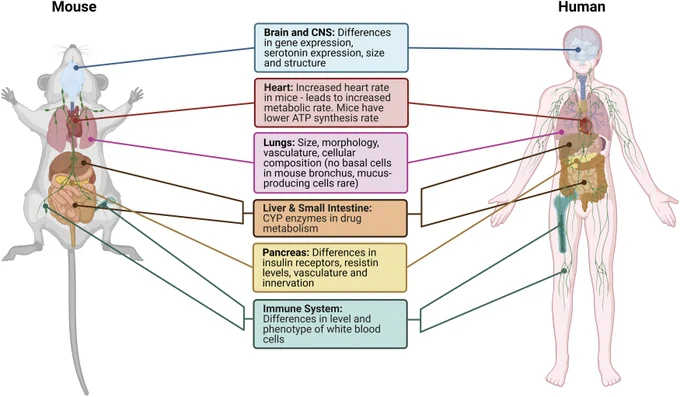 Figure 1 from the linked paper: "A comparison of mouse and human anatomy, immunology and biochemistry. This diagram outlines key differences between several key organs in mice (left) and humans (right). These organs include (as listed top to bottom): brain and CNS (blue); heart (red); lungs (pink); gastrointestinal tract (tan/brown); pancreas (yellow); and immune system (leukocyte production by bone marrow and lymphatic system (green)."