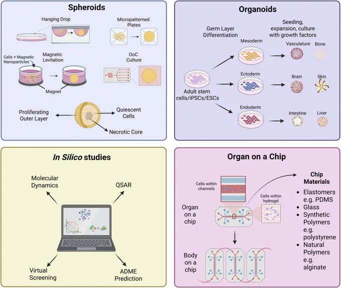Figure 2 from the linked paper: "Examples of the types of NAMs currently used in research. This diagram illustrates the human model systems that are discussed in the main text",  including spheroids, organoids, in silico studies, and organ on a chip.