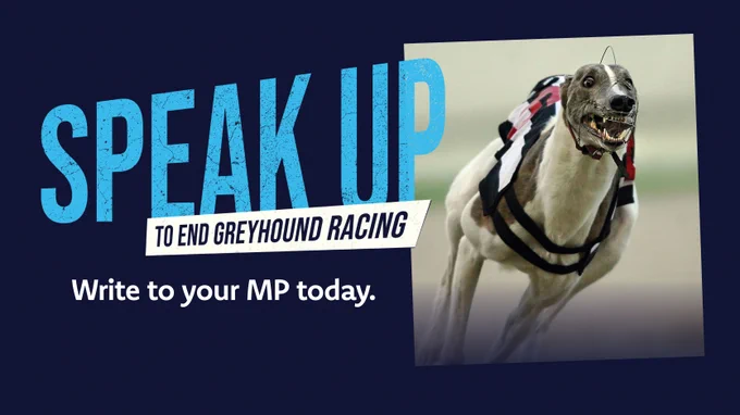 A racing greyhound with text overlay that reads "SPEAK UP to end greyhound racing. Write to your MP today."