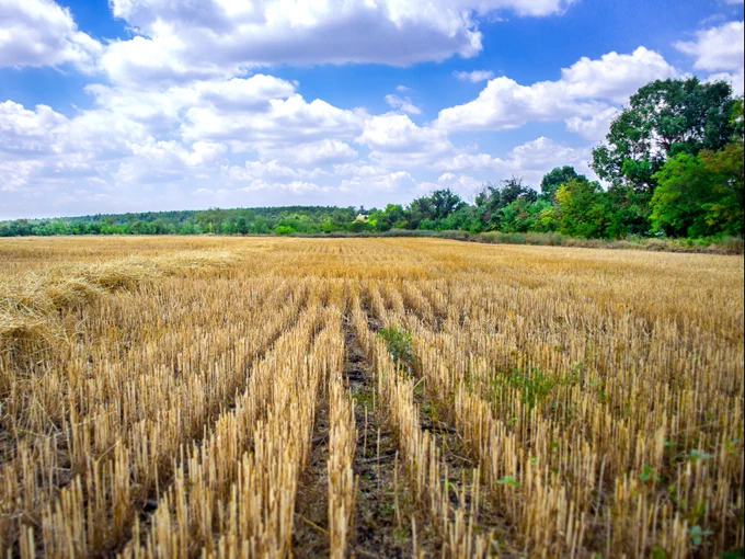 harvested wheat field with weeds