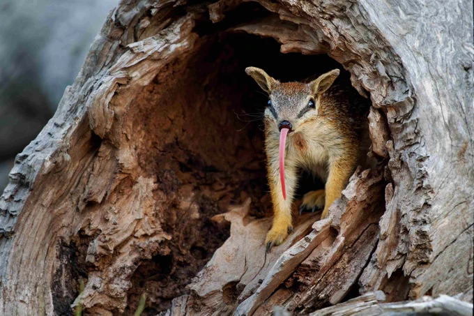 unique and tiny numbat sheltering in a log poking it's long sticky ant collecting tongue out at the camera. Numbats are listed as endangered with only two populations surviving outside of zoos and fenced areas. Hunting by introduced cats and foxes threatened these beautiful animals. Clearing their habitat has made them very vulnerable. 