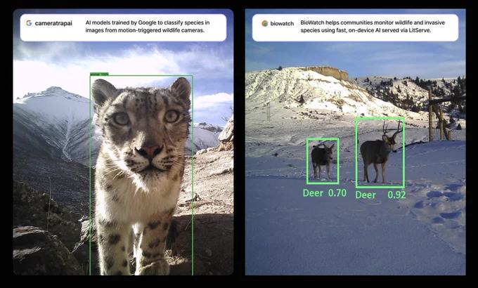 Image showing two frames: Left frame from camera trap, featuring a close-up of a mountain lion; right frame shows a snowy landscape, with Biowatch's technology identifying two deer indicated by green bounding boxes with confidence scores.