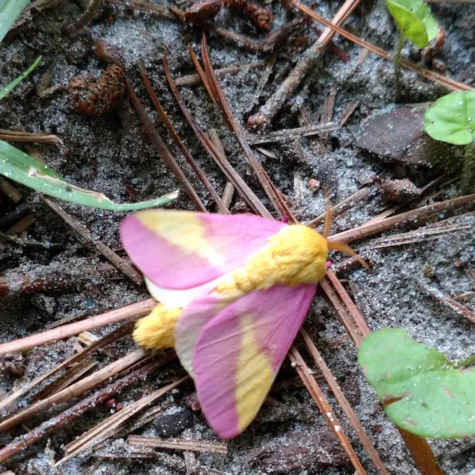 A vibrant pink and yellow moth is resting on a forest floor covered with mud, pine needles and small leaves.
