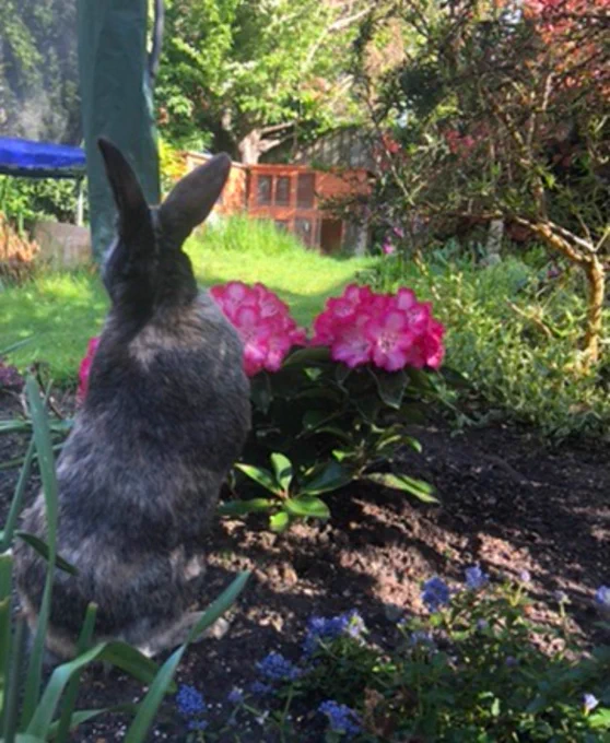 Grey and brown bunny in the garden