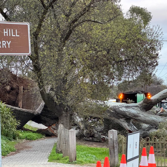 A fallen tree caused power outages in Mitcham.