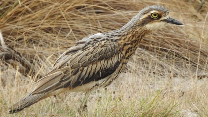A dappled camouflaged bush stone-curlew stands still in it's grassy habitat. They were reintroduced onto Phillip Island more than 40 years after going extinct.
