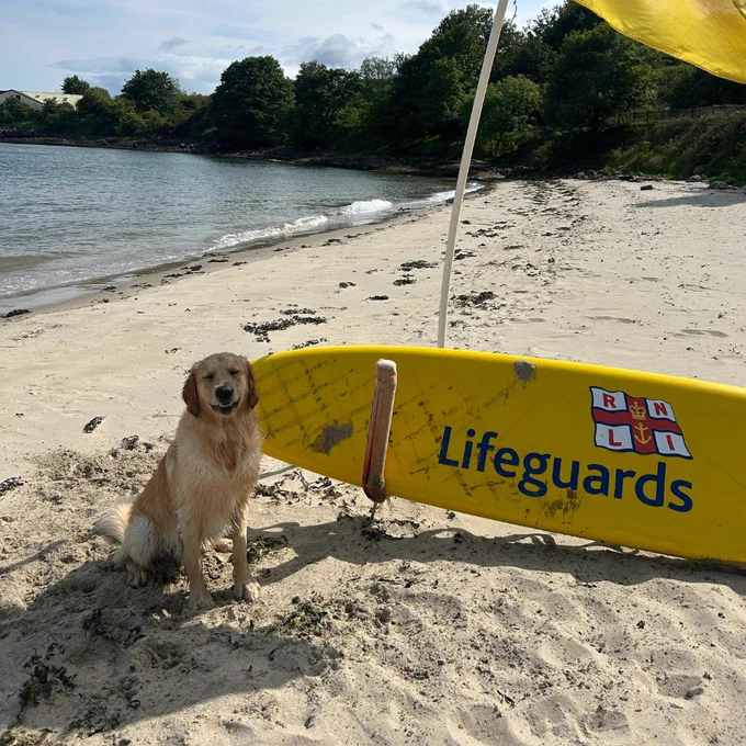 A yellow Labrador dog sitting on the beach next to one of our RNLI lifeguard rescue boards.

