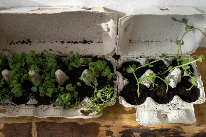 Two egg cartons with soil and plants growing. 