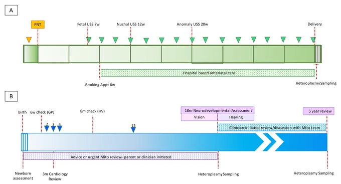Panel A: The timeline for patients starting with consent to follow up and then the 9 months of pregnancy. 
Panel B: Pathway for follow up of child born after mitochondrial donation. 