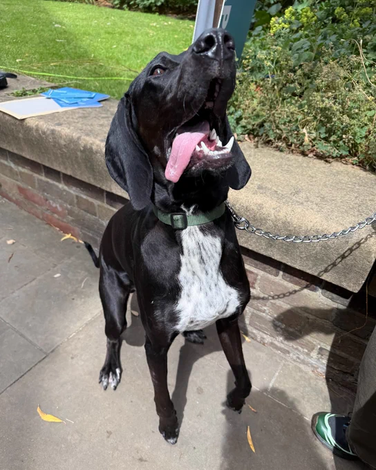 A black and white Great Dane standing outdoors, looking upwards with its mouth open, wearing a green collar and attached to a leash.