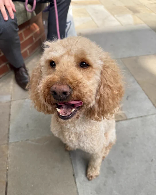 A Labradoodle with a golden fur smiling and sitting on a pavement, partially visible person holding its leash.