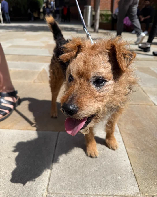 An image of a small, brown terrier with a happy expression and tongue out, standing on a cobblestone surface under sunny daylight.