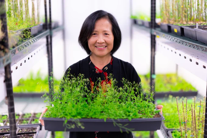 A photo shows Hongqing (Michelle) Guo, an assistant professor of genetics, development and cell biology, holding a tray of Arabidopsis thaliana, the plant she uses to study a gene that controls growth and survival response. Photo by Christopher Gannon/Iowa State University. 