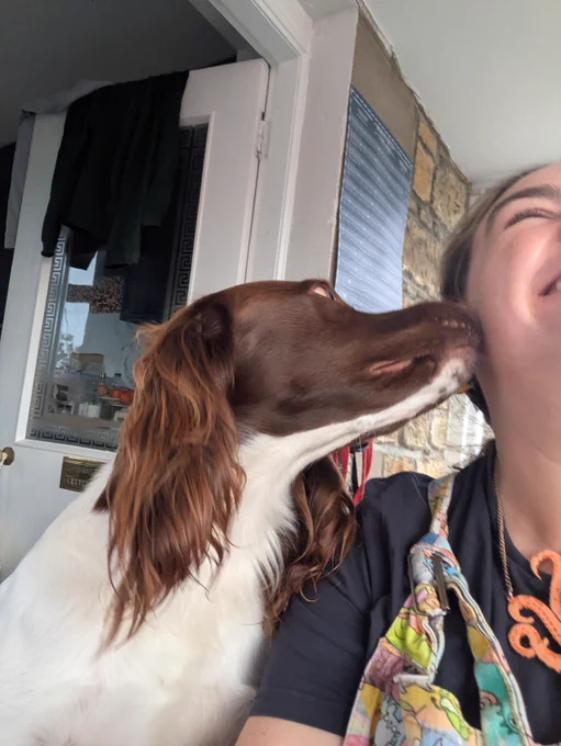 Jasper the springer spaniel up at Catherines desk giving her face a good sniff while Catherine is smiling