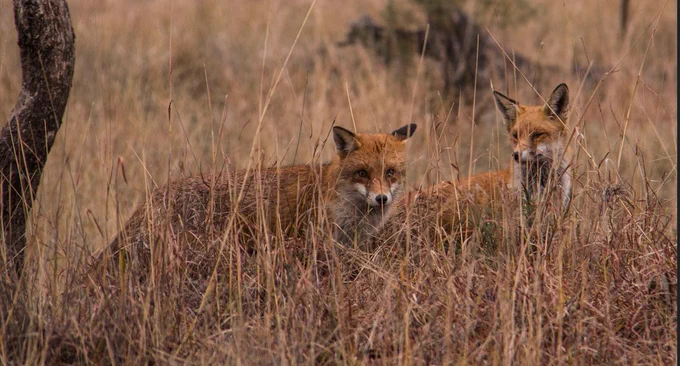 Two foxes in long grass on a farm in NSW. Photo taken by Guy Ballard