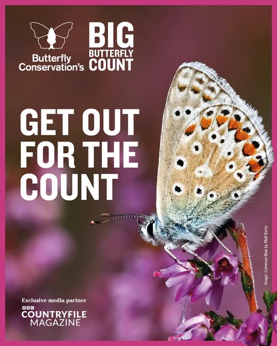 A Common Blue butterfly is perched on heather against a pink background. Text overlay reads "Get out for the count" with Butterfly Conservation's Big Butterfly Count logo above it. In the bottom right corner, the text reads 'exclusive media partner' with BBC Countryfile Magazine logo. Photo credit Matt Berry