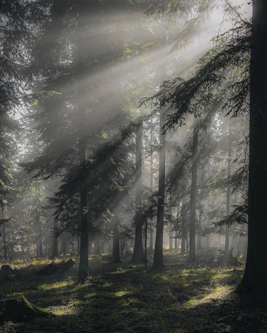 A moody morning in the forests of Slovakia Photography by @peter_outdoor_