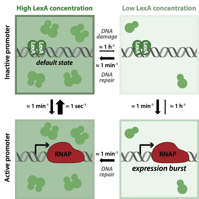 Four green panels show different states of the LexA regulon with either high (darker green left panels) or low (lighter green right panels) concentration of LexA, depicted as green circles, and a target promoter either bound by the LexA repressor (top panels) or unbound and active (bottom panels). The panels depicting active promoters contain large red blobs representing RNA polymerases. The figure also indicates, with black arrows, the typical rates of transitions between the four different states. While transitions from bound to unbound always occur at a rate of one per minute, rebinding is very fast when LexA is high (around one second) and very slow when LexA is low (around one hour). Switches to the low LexA state happen roughly once an hour when DNA damage occurs, but only last on the order of one minute because DNA is repaired quickly. Expression bursts occur stochastically during short periods when LexA levels are low, as shown in the lower right panel.