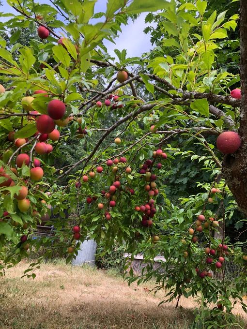 Close up of red plums on a tree in the Hedgebrook garden.