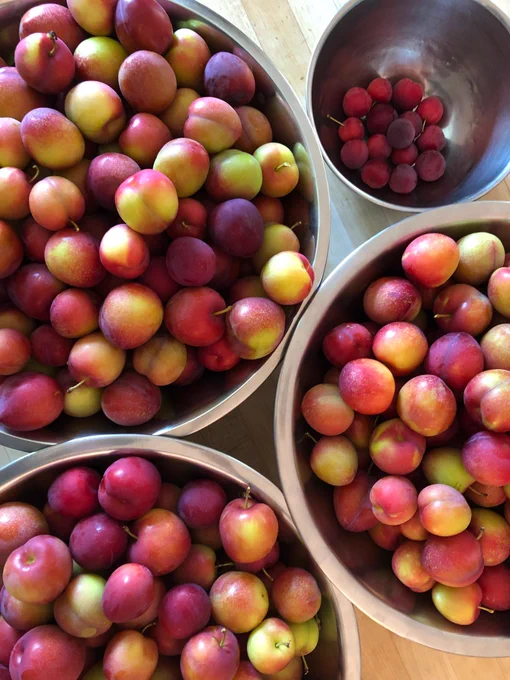 Harvested red plums in bowls.