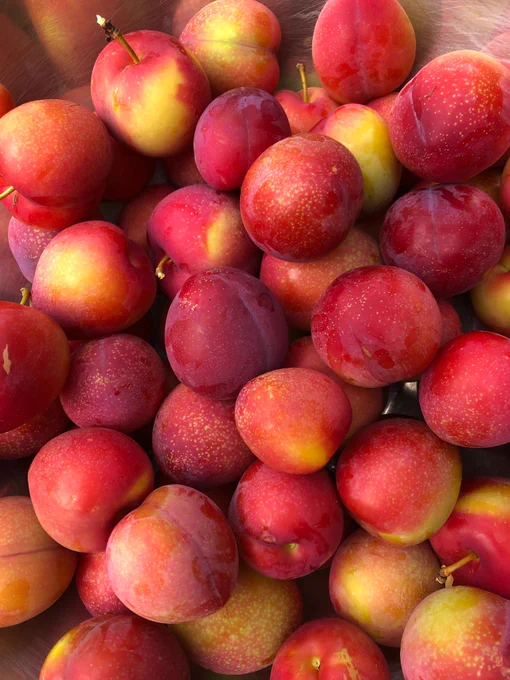 Close up of garden plums.