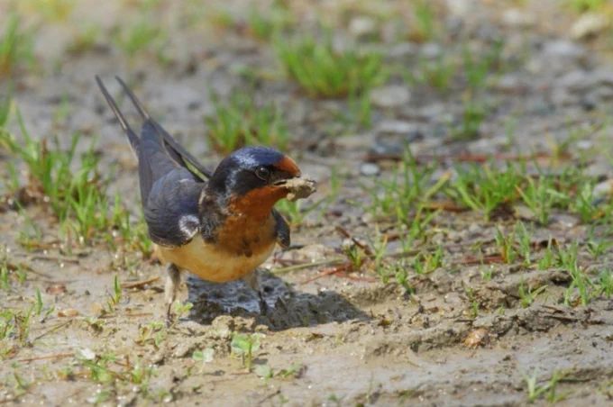 A barn swallow with an insect in its beak, standing in a sandy area with sparse grass.