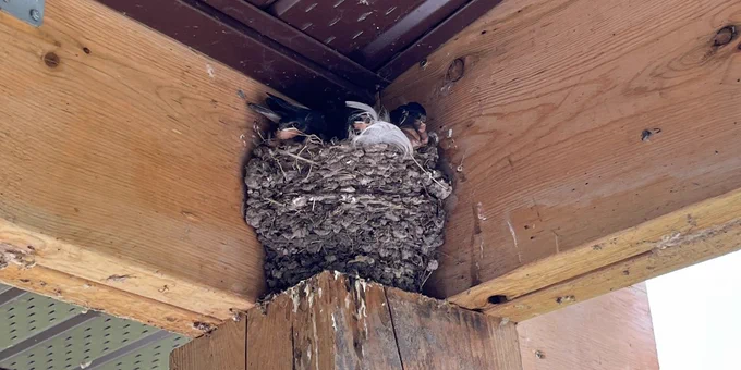  A barn swallow nest with babies in it, nestled in the corner of a wooden beam structure.