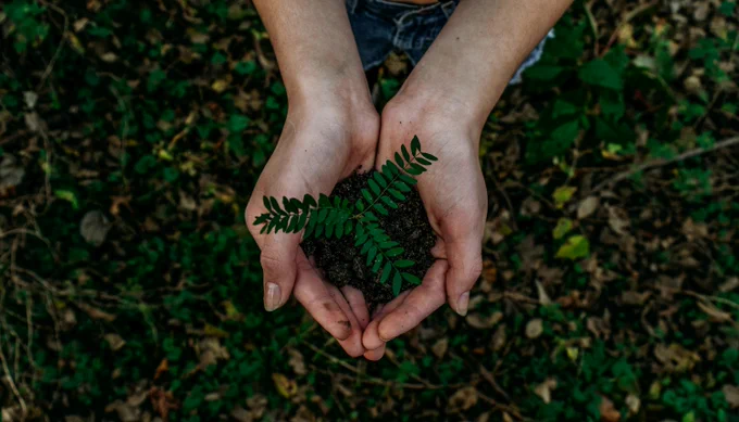 Photo of hands around a sapling