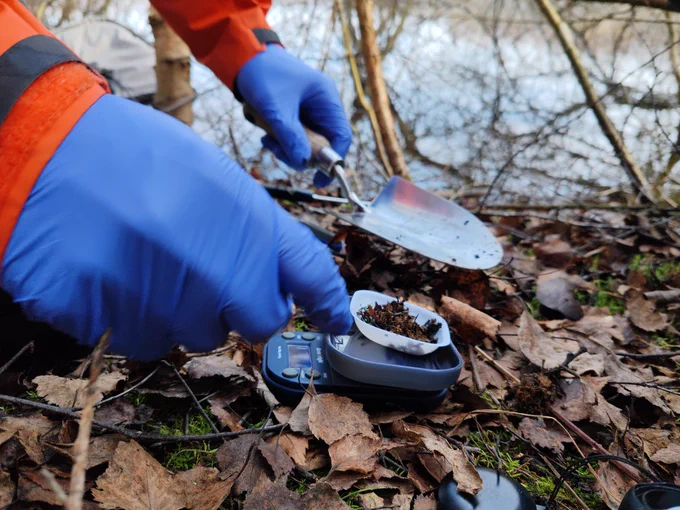 In the woods, with leaves and a lake visible in the background, a person wearing latex gloves and holding a small trowel weighs a small amount of soil on a tiny digital scale. 