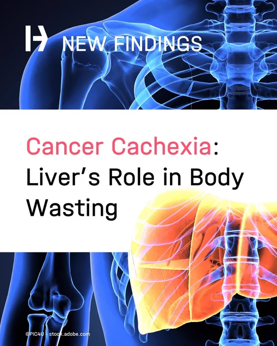Researchers have identified a previously overlooked driver of cachexia: the liver.