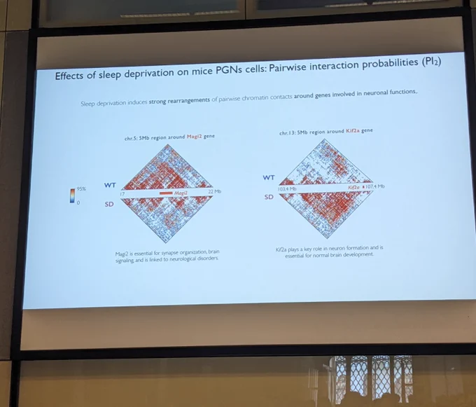 Hi C genomic maps of sleep deprived neurons