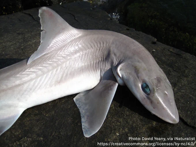 A smooth dogfish shark with silver skin and blue eyes rests on a hard surface. Its head is turned to the right so it is facing the camera. White text on the bottom right reads, "Photo: David Yeany, via iNaturalist. Creative Commons license url: https://creativecommons.org/licenses/by-nc/4.0/