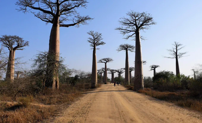 A dirt road flanked by towering baobab trees stretches into the distance under a clear blue sky. The massive, thick trunks and sparse branches of the trees create a striking silhouette. Vegetation and shrubs border the path, while a few distant figures walk along the road.