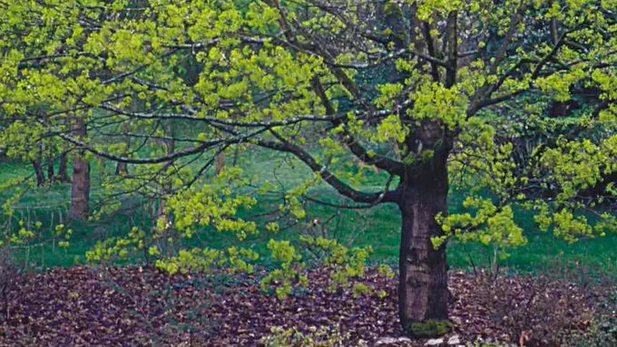 The foliage of Norway maple (Acer platanoides) consists of densely overlapping large, lobed leaves that effectively block sunlight from the forest floor or landscape beds, borders, and lawns. They also have shallow and spreading roots. Allow for these characteristics when planning and planting these beautiful shade trees adjacent to structures and paving. More, at the link.🔗 Copyright ©2001, 2025 by Dolezal & Associates. All Rights Reserved. grownbyyou.com 