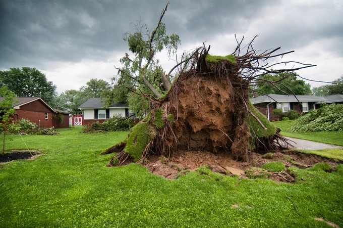 Large uprooted tree with exposed roots in the foreground of a residential neighborhood, under a cloudy sky.