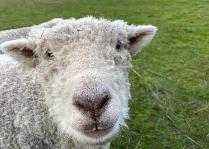 Silly sheep face for attention