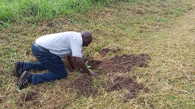 Dr. Chris Omongo ,p Representing NARO at the AIRTEA steering committee visit at Divine Organic Foods in Lira, planting a Shea tree.