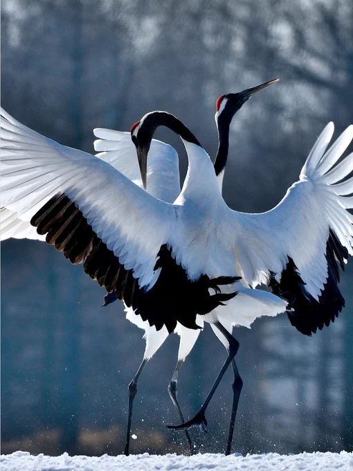 Two red-crowned cranes perform a courtship dance.