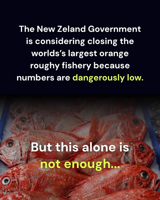 The Orange Roughy fishery is collapsing in New Zealand.