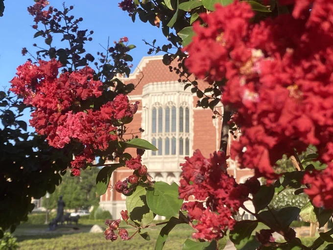 Photo of red flowers framing a view of the windows of the Great Reading Room on the east side of Bizzell Memorial Library at the University of Oklahoma.